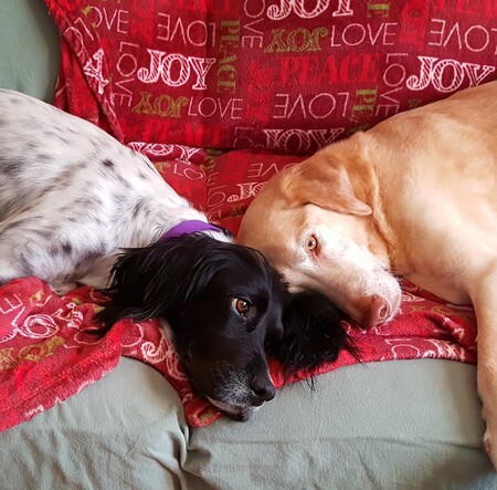 Entry image for Anna & Flynn Bouchard . Clicking this image will show a larger photo