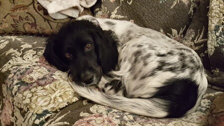 Entry image for Anna Bouchard. Clicking this image will show a larger photo