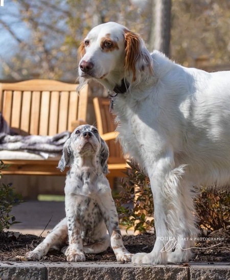 Entry image for Archie & Waylon Cort Shay. Clicking this image will show a larger photo