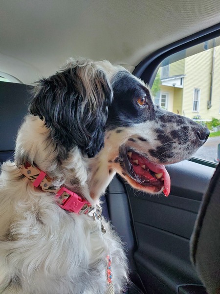 Entry image for Bandit Castle. Clicking this image will show a larger photo