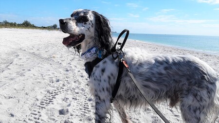 Entry image for Beli Gere. Clicking this image will show a larger photo