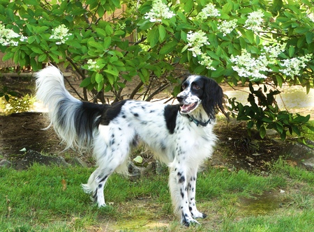 Entry image for Boki Brimley. Clicking this image will show a larger photo