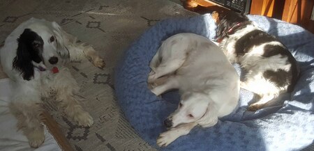 Entry image for Bonnie, Luna and Peanut Arndt. Clicking this image will show a larger photo