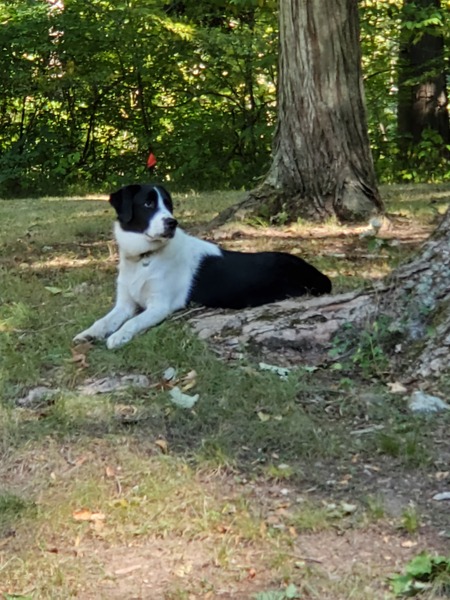 Entry image for Brody Shover. Clicking this image will show a larger photo