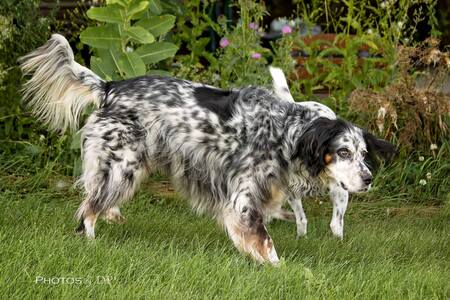 Entry image for Buddy (aka; Bud-man) Welsh. Clicking this image will show a larger photo