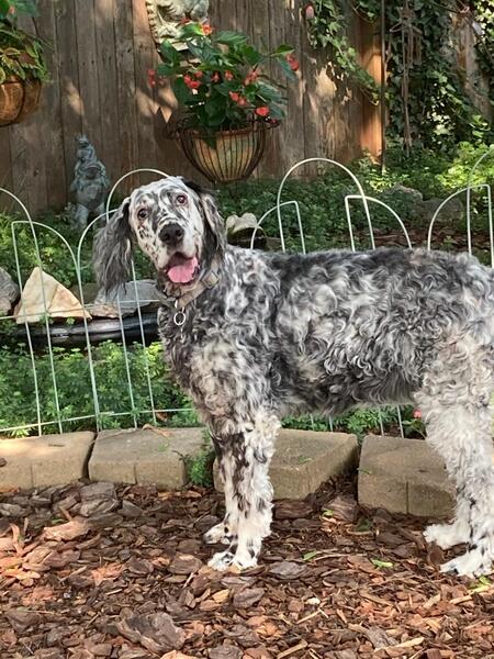 Entry image for Corona Troy. Clicking this image will show a larger photo