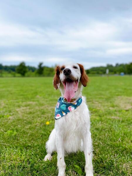 Entry image for Dewey Foster Pavlick. Clicking this image will show a larger photo