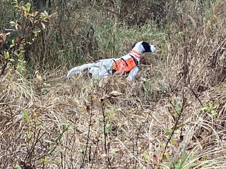 Entry image for Dottie Dickerson. Clicking this image will show a larger photo