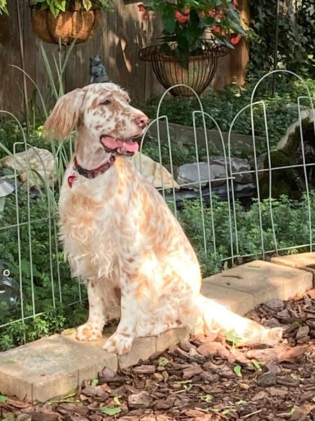 Entry image for Elsa Troy. Clicking this image will show a larger photo