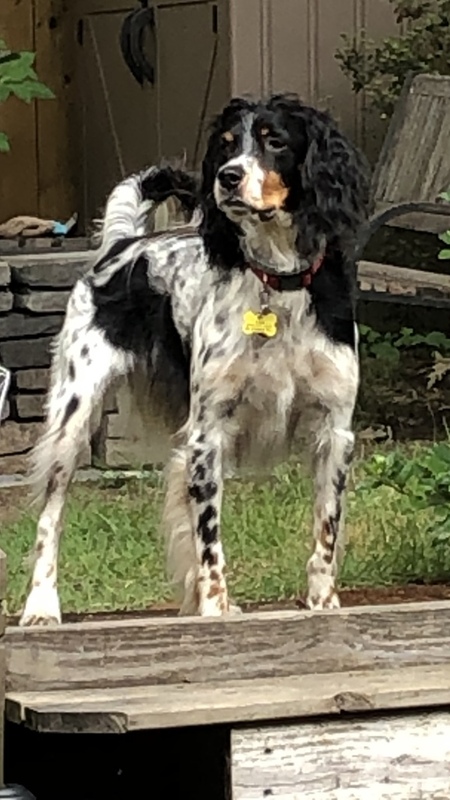 Entry image for Finn Austin. Clicking this image will show a larger photo