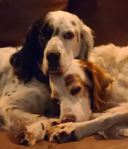 Entry image for Gordy & Sir Lancelot Calderwood. Clicking this image will show a larger photo