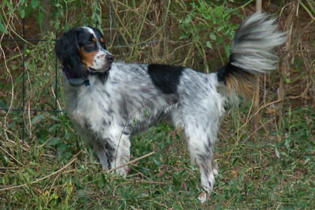 Entry image for Henley Roberts. Clicking this image will show a larger photo