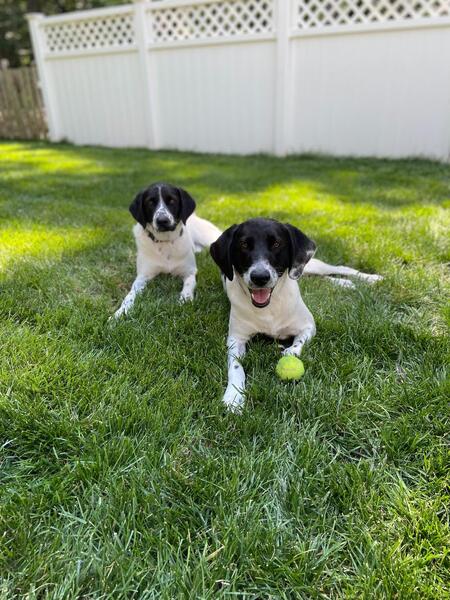 Entry image for Jameson & Ginger Freund. Clicking this image will show a larger photo