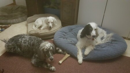 Entry image for Jesse, Luna and Bonnie Arndt. Clicking this image will show a larger photo