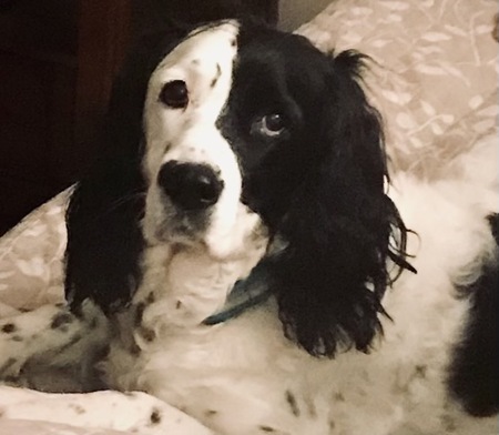 Entry image for K'La DeSanctis. Clicking this image will show a larger photo