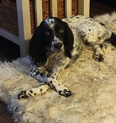 Entry image for Ella Smola. Clicking this image will show a larger photo