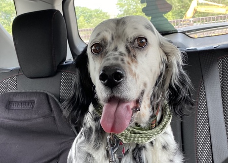 Entry image for Adley Bunnell. Clicking this image will show a larger photo