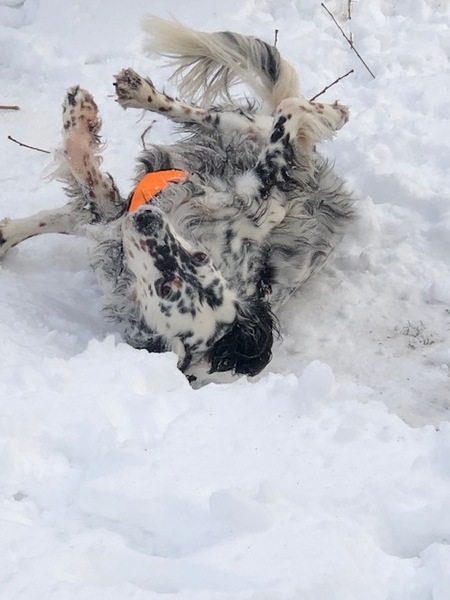 Entry image for Zara Landau. Clicking this image will show a larger photo