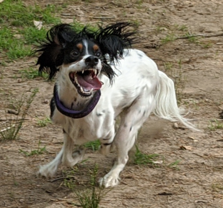 Entry image for Jager Tringale. Clicking this image will show a larger photo