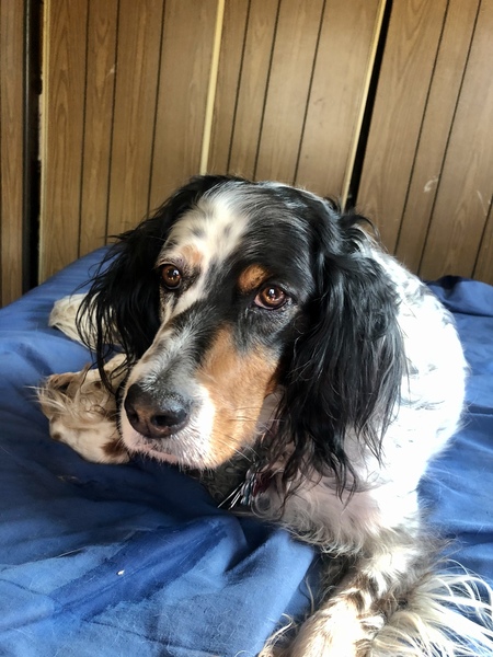 Entry image for Star Reed. Clicking this image will show a larger photo