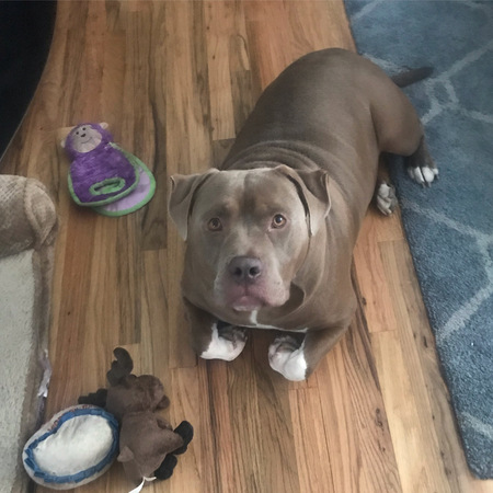 Zeus the moose