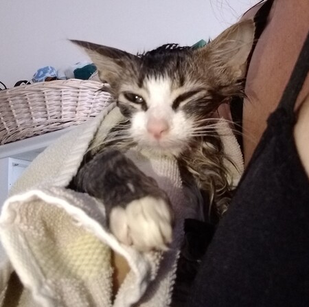 Rascal