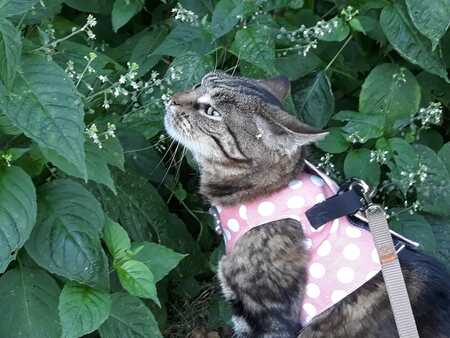 Gracie