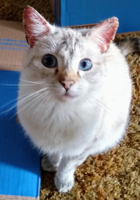 Bella Mia