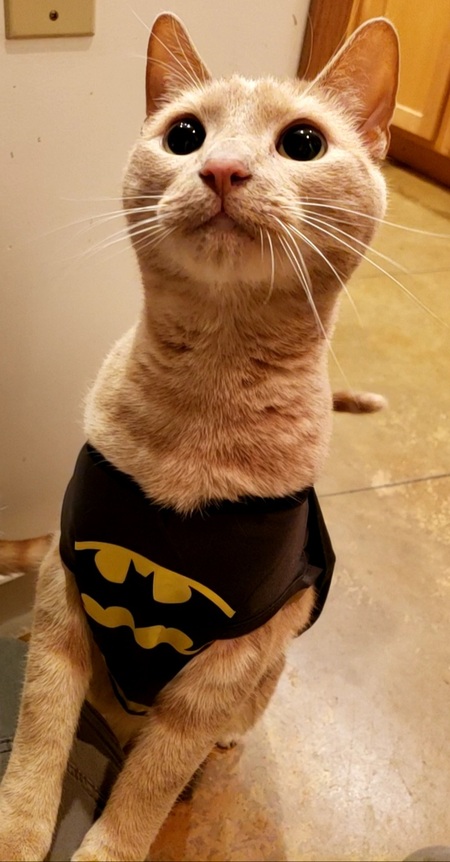 Chauncy a.k.a. BatCat