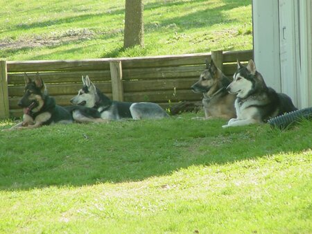 Samson, Kaidance, Sierra, Kin-Too