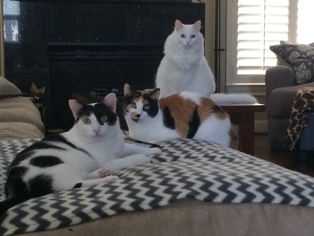 BitBit, Molly and Charlie