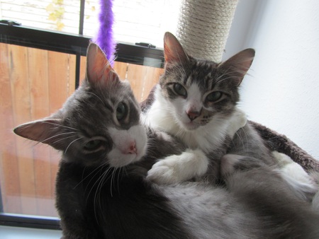 Favorite Fosters - Carrie and Mr. Big