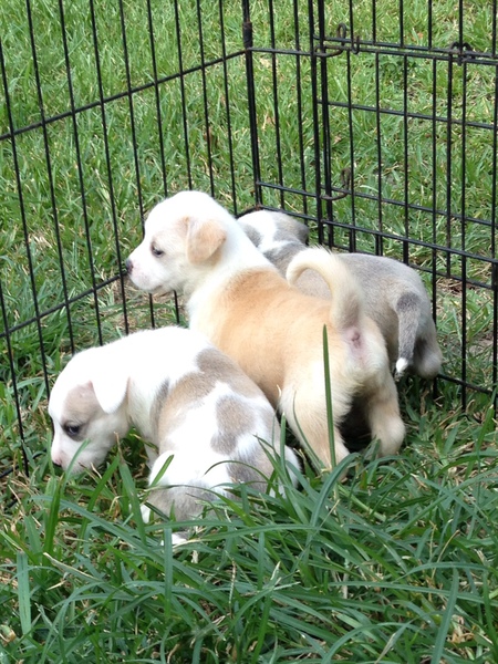 Cora's Pups
