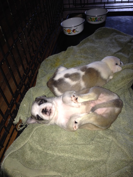 Cora's Pups