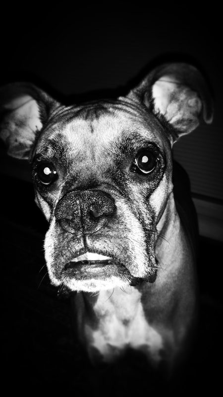 Cassius