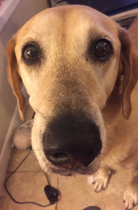 Harley
