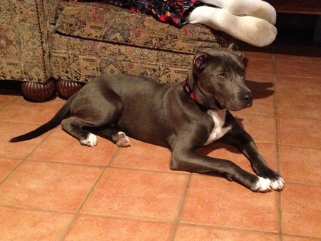 Brooks Brothers Dog Wilson