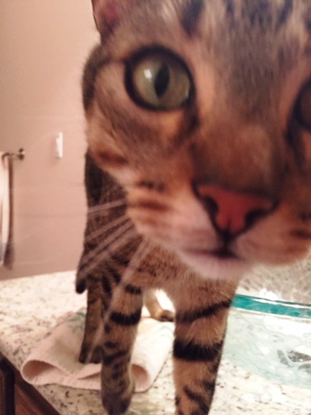 Simba