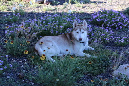 Jasmine
