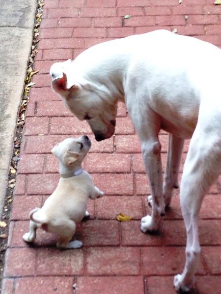 Ace & Jonah