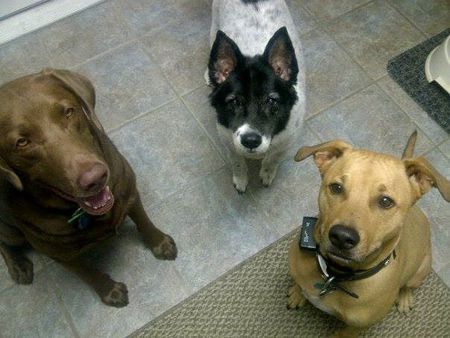 Rookie, Trudy and Hercules