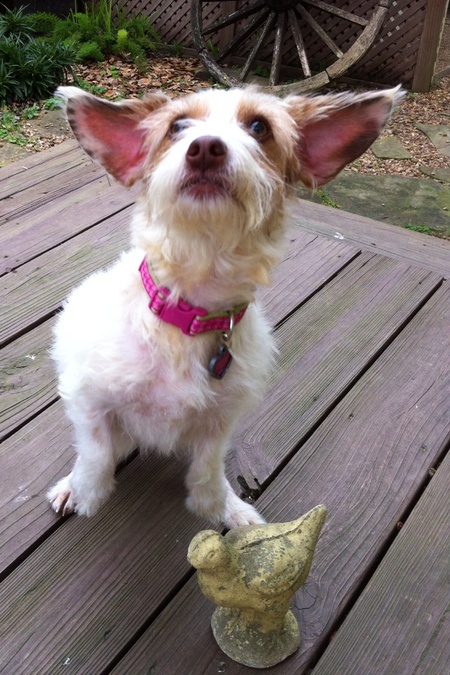 Addi (now Lucy)