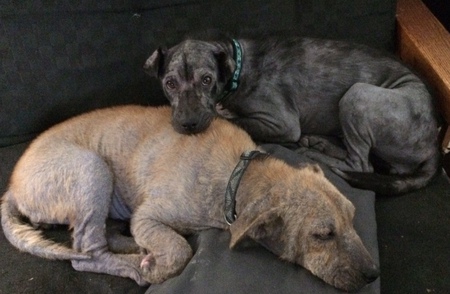 Zeta and Hadleigh