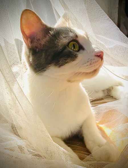 Wilbur