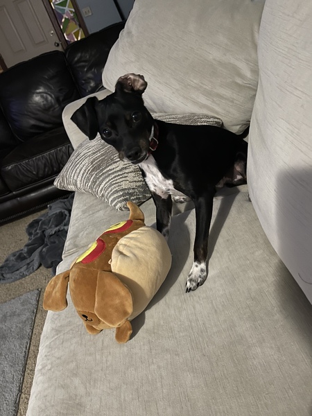 Milo
