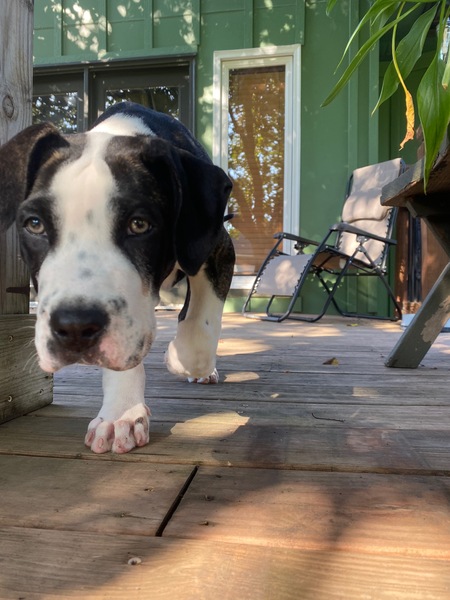 Magoo
