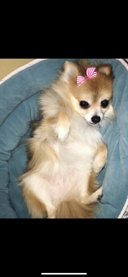 Dolce 