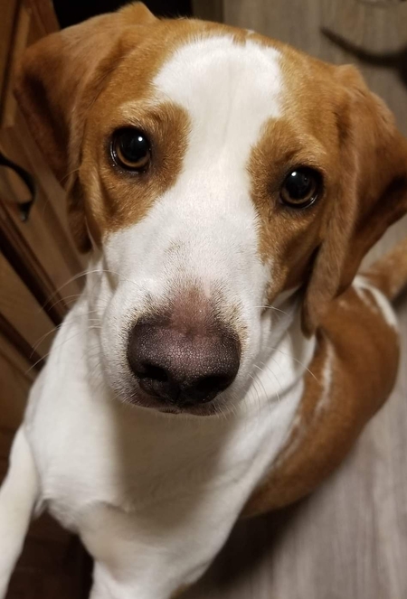 Emmett