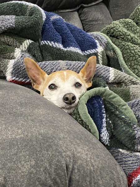 Indie