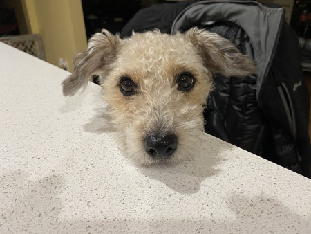 EDDIE (Little Ed)